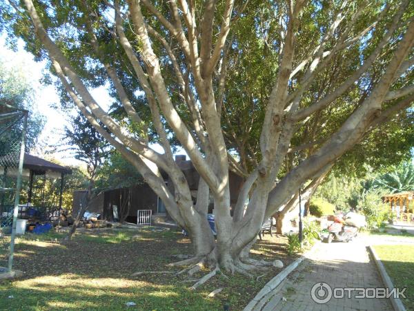 Отдых в поселке Текирова (Турция) фото