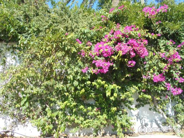 Отдых в поселке Текирова (Турция) фото