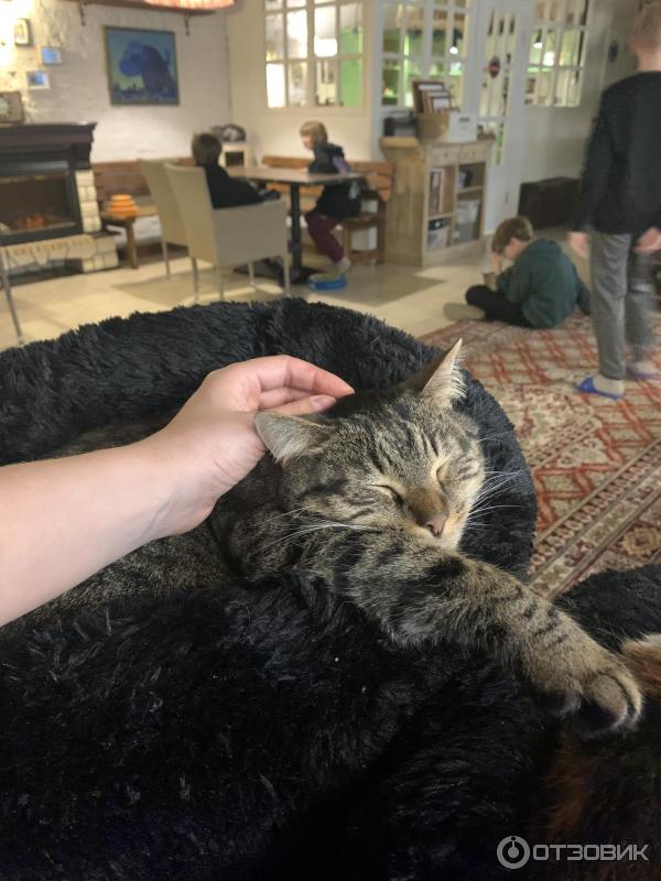 Котиссимо басманная. Котиссимо басманная