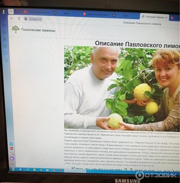 Павловские лимоны питомник отзывы покупателей