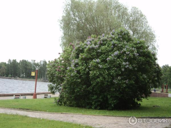 Набережная Онежского озера (Россия, Петрозаводск) фото