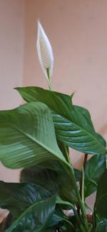 Популярность и распространение растения