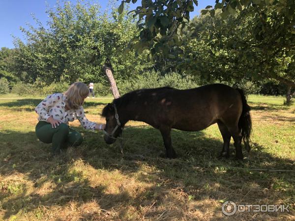 Ясная Поляна (Россия, Тульская область) фото