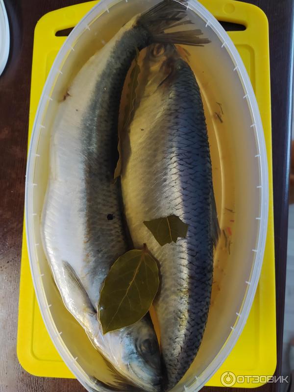 Отзыв о Сельдь замороженная Fish House | Хорошая чистая сельдь