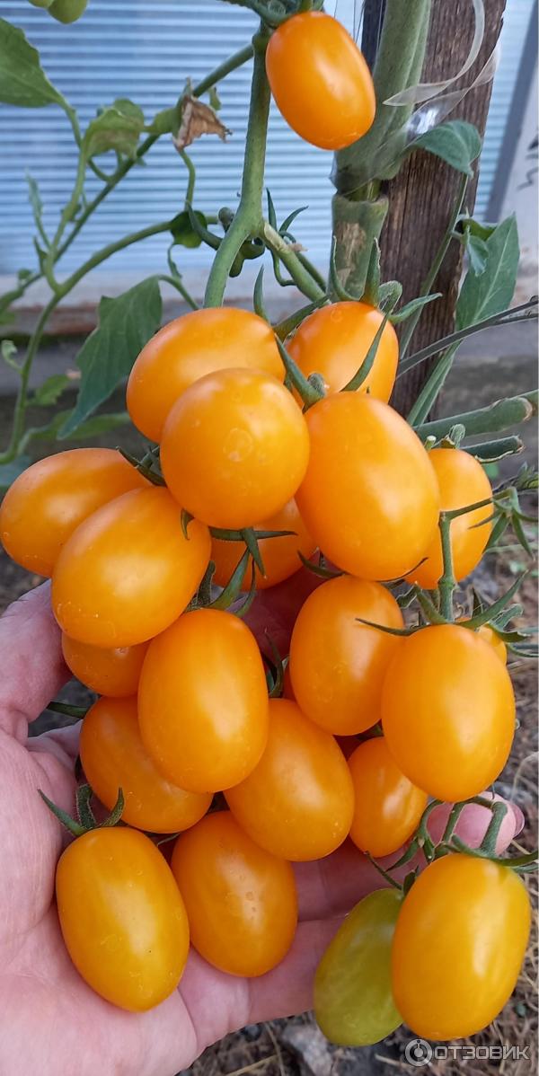 Семена Томат F1 Финик оранжевый : описание сорта, фото - купить с доставкой или почтой России