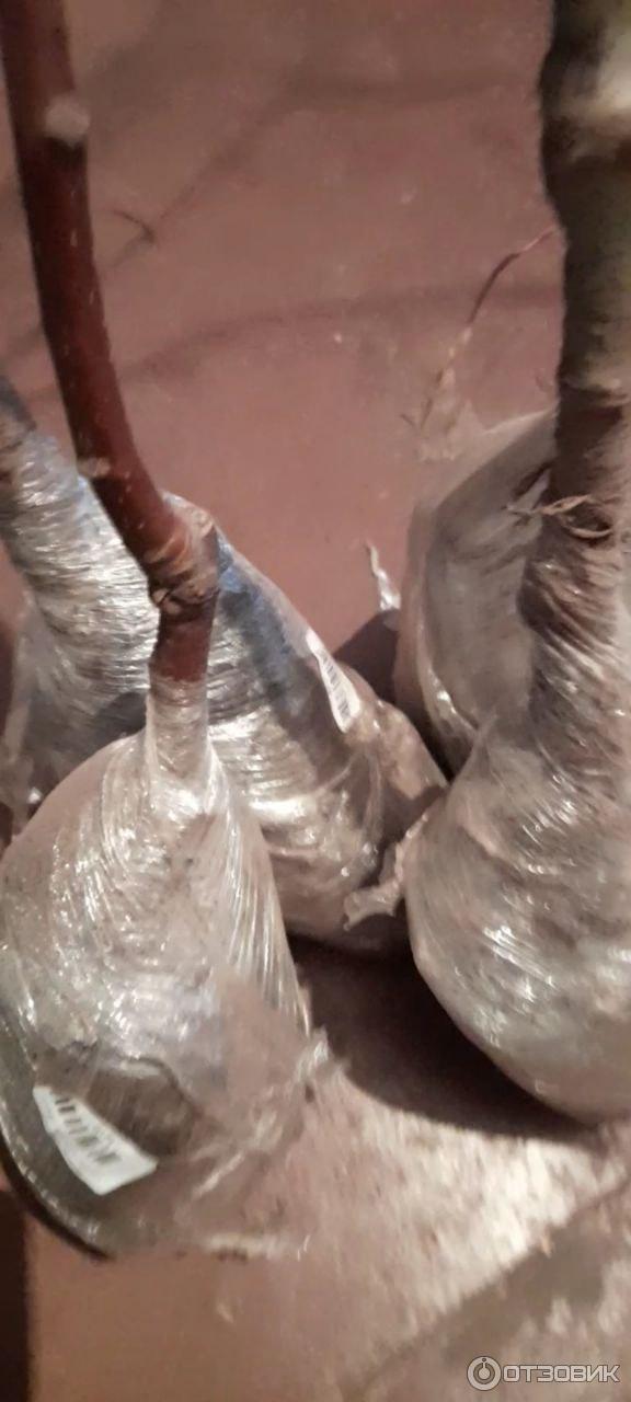 И вот так плотно запечатаны корни