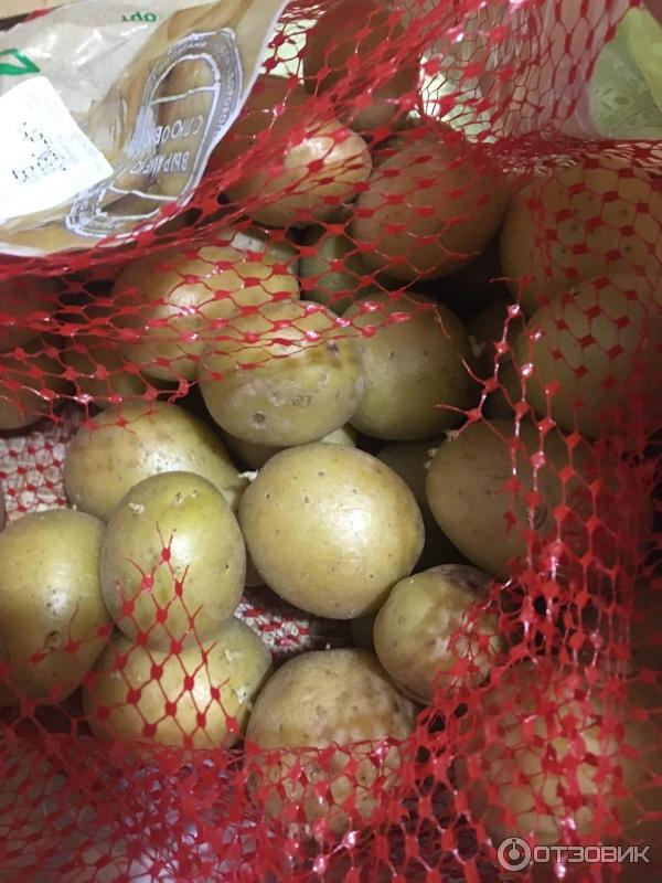 картофель