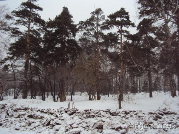 Каштаковская роща (Россия, Иркутск) фото