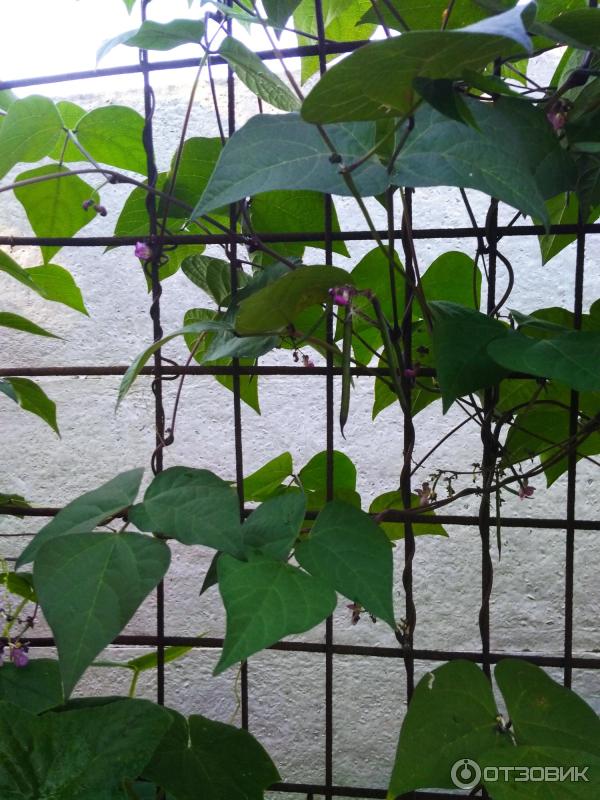 Армиядағы мастурбация жасырын камера