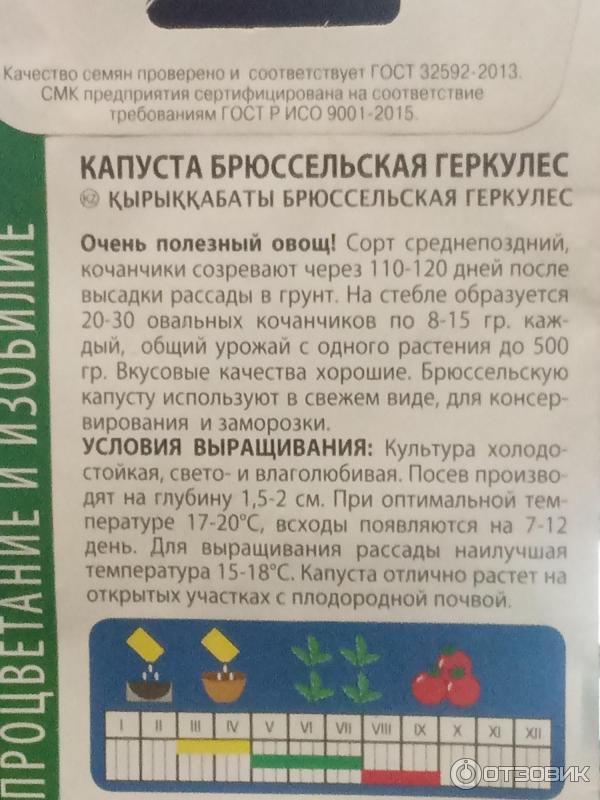 Семена капусты брюссельской Поиск Геркулес фото