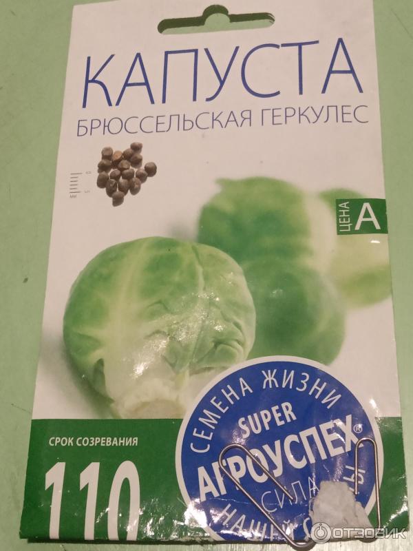 Семена капусты брюссельской Поиск Геркулес фото